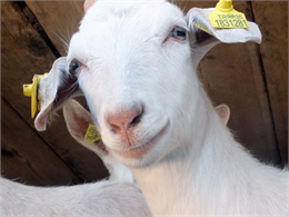 Türkiye Koyun Keçi Yetiştiricileri Merkez Birliği (TÜDKİYEB) Genel Başkanı Nihat Çelik, 2 Ocak 2025 tarihinde Yozgat Koyun Keçi Yetiştiricileri Birliği Başkanı Veteriner Hekim Nevzat Yıldırım’ı makamında kabul ederek sektörle alakalı görüşmelerde bulundu. Genel Başkan Çelik, ziyarete ilişkin olarak “ Yeni yılın ilk mesai gününde Yozgat Birlik Başkanımız Veteriner Hekim Sayın Nevzat Yıldırım’ı Merkez Birliğimizde görmekten ve birlik beraberlik içerisinde tam destek ile hizmete devam mesajları vermesinden dolayı büyük memnuniyet duydum. Sayın Başkanıma nazik ziyaretleri ve örnek davranışlarından dolayı teşekkür ediyor şahsında tüm Yozgat’lı yetiştiricilerimizi saygılarımla selamlıyorum.