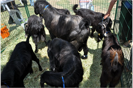 Cumhurbaşkanı Yardımcısı Cevdet Yılmaz ve Tarım ve Orman Bakanı İbrahim Yumaklı’nın da katılımıyla Devlet Su İşleri Genel Müdürlüğünde "4'üncü Tarım Orman Şurası Kırsalda Sürdürülebilir Yaşam Atölyesi" etkinliği gerçekleştirildi. Etkinliğe Türkiye Koyun Keçi Yetiştiricileri Merkez Birliği (TÜDKİYEB) Genel Başkanı Nihat Çelik ve Yönetim Kurulu Üyesi Ali Kaysadu da katılım sağladı. Cumhurbaşkanı Yardımcısı Cevdet Yılmaz, yaptığı konuşmada gıda arz güvenliğinin çok önemli olduğuna dikkat çekerek “ Tarım ve kırsal kalkınmayı, gıdayı stratejik bir alan olarak, modası hiçbir zaman geçmeyecek bir alan olarak görüyoruz.