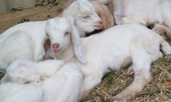 Şura Nur Savranoğlu / TİCARET GAZETESİ Türkiye'de küçükbaş hayvan varlığındaki artış dikkat çekiyor. 2024 yılında bir önceki yıla göre yüzde 4,8 oranında artarak 54,9 milyon başa ulaşan küçükbaş hayvan sayısının, kırmızı et arzındaki sürdürülebilirlik açısından büyük önem taşıdığı belirtilmekte. Hayvancılık sektöründe küçükbaş hayvancılığın geliştirilmesi, ithalata bağımlılığın azaltılması ve üreticilerin desteklenmesi gerektiği açıklanırken, 2025 yılı sonuna kadar 61 milyon baş hedefine ulaşılmasında kritik bir öneme sahip olduğu vurgulanıyor.