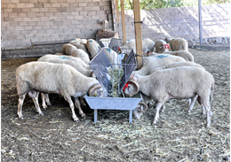 Türkiye Damızlık Koyun Keçi Yetiştiricileri Merkez Birliği Genel Başkanı Nihat Çelik "Ayrıca, kırsalda aile işletmeciliğinin gelişimine, sektörün ve kırsalın kalkınmasına çok değerli katkılar sağlanacaktır." dedi. Türkiye Damızlık Koyun Keçi Yetiştiricileri Merkez Birliği (TÜDKİYEB) Genel Başkanı Nihat Çelik, "Köyümde Yaşamak İçin Bir Sürü Nedenim Var" projesindeki küçükbaş hayvan kredi limitinin 600 bin liradan 1 milyon 200 bin liraya çıkartıldığını belirterek, "Kredi limitinin yükselmesiyle, hayvan varlığımızın artırılması doğru orantılı olacaktır." dedi. Çelik, AA muhabirine, Cumhurbaşkanı Recep Tayyip Erdoğan'ın Ziraat Bankası 4.Ekosistem Buluşması'nda, küçükbaş hayvan kredi limitlerinin artırılması açıklamasına ilişkin, değerlendirmelerde bulundu.