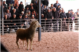 Konya Koyun Keçi Yetiştiricileri Birliğinin ev sahipliğinde ve TÜDKİYEB Genel Başkanı Nihat Çelik ile beraberindeki yönetim ve denetleme kurulu üyeleri ve Birlik Başkanlarının katılımı ile istişare toplantısı düzenlendi. Toplantıda küçükbaş hayvancılık sektörünün sorunları ve çözüm önerileri masaya yatırıldı. Toplantıya Konya Çalışma Ve İş Kurumu İl Müdürü (İŞKUR) Emrah Keleş’in yanısıra İç Anadolu Birlik Başkanları ve Bursa, Kırklareli ve Malatya Birlik başkanları da katılım sağladı.