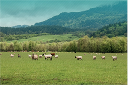 TÜDKİYEB Genel Başkanı Çelik, bir grup gazeteci ile video konferans yöntemiyle toplantı yaptı. Genel Başkan Çelik, Tarım ve Orman Bakanlığı’nın gıdada üretimden tüketime tüm zinciri dijital ortama taşıyacak Dijital Tarım Pazarı’nı (DİTAP) devreye sokmasından büyük memnuniyet duyduklarını ifade ederek, “Dijital Tarım Pazarının uygulanmaya başlanmasıyla tarımın tüm paydaşları tek bir platformda buluşacak” dedi. Tarımsal arz ve talebin dijital pazaryeri yaklaşımı ve sözleşmeli tarım uygulaması ile buluşmasını sağlayacak olan DİTAP’ın üreticinin daha fazla gelir elde etmesini, tarım endüstrisinin istediği nitelikte tarımsal ürün bulmasını ve tüketicinin de tarımsal ürünlere daha ucuza ulaşmasını sağlayacağını vurgulayan Çelik, “Bu programla gönüllü yetiştiriciler ve alıcılar e-devlet üzerinden kayıt olacak ve hem alış hem de satış kotaları, fiyatlandırmaları, ödeme programı bu sistem üzerinden takip edilecektir.” dedi.