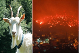 Ankara - 02.07.2020 - Tarım ve Orman Bakanlığı Hayvancılık Genel Müdürü Zekeriyya Erdurmuş, Türkiye Koyun Keçi Yetiştiricileri Merkez Birliği (TÜDKİYEB) Genel Başkanı Nihat Çelik'i ziyaret etti. Erdurmuş ve Çelik, Kurban Bayramı öncesinde küçükbaş hayvancılıkla ilgili birtakım istişarelerde bulundular. Ziyaret sonrasında Genel Başkan Çelik, görüşmenin verimli gerçekleştiğini belirterek, "Ziyaretlerinden dolayı Sayın Genel Müdürümüze teşekkür ediyor, saygılarımı sunuyorum." ifadelerini kullandı.