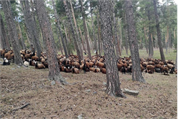 -TÜDKİYEB Genel Başkanı Çelik: -“Ülkemizdeki kurban organizasyonu, dünyanın en büyük etkinliklerinden biri durumunda” -“Kurbanlığa ayrılan 3,5 milyon küçükbaş hayvan sayımız, tek tek 138 ülkenin koyun, keçi toplam varlığından fazla” -“69 ülkenin koyun, keçi sayısı toplansa bizim kurbanlığa ayırdığımız küçükbaş hayvan sayısını ancak buluyor” -“Ülkemizde geçen yıl Kurban Bayramı’nda kesilen 2,7 milyon küçükbaş hayvan sayısı, Almanya’daki koyun, keçi varlığının 1,5 katından, Ukrayna’dakinin 2 katından, Kanada’dakinin ise 3 katından fazla” Ankara – 08.07.2020 - Türkiye Damızlık Koyun Keçi Yetiştiricileri Merkez Birliği (TÜDKİYEB) Genel Başkanı Nihat Çelik, Türkiye’nin kurbanlık ve kesilen kurban sayısı bakımından dünya çapında bir boyuta sahip olduğunu bildirerek, “Ülkemizdeki kurban organizasyonu, dünyanın en büyük etkinliklerinden biri durumundadır. Kurbanlığa ayrılan 3,5 milyon küçükbaş hayvan sayımız, tek tek 138 ülkenin koyun, keçi toplam varlığından fazladır.” dedi. Çelik, yaptığı açıklamada, sahadan aldıkları bilgilere göre, yetiştiricinin 5 milyona kadar koyun, keçiyi kurbanlık olarak pazara sunacak durumda olduğunu, bu durumda kurbanlık küçükbaş hayvan sayısının koyun, keçi hayvan varlığını geçtiği ülke sayısının 148’e çıktığını belirtti.